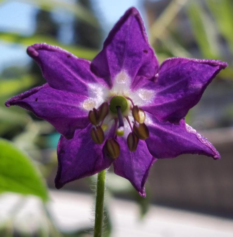 identificazione peperoncino del Per�